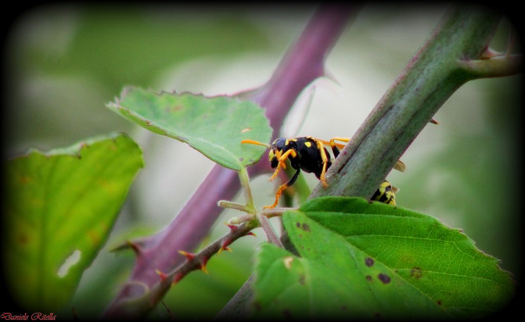 Polistes dominulus, Vespidae